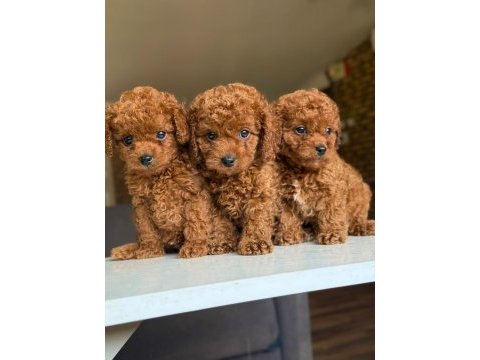 Orijinal toy poodle bebeklerimiz