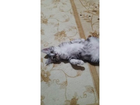 3 aylık british shorthair yavrumuza yuva arıyoruz