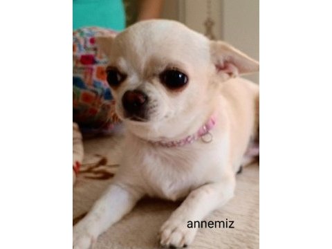 Şivava, chihuahua yavrularımıza yuva arıyoruz