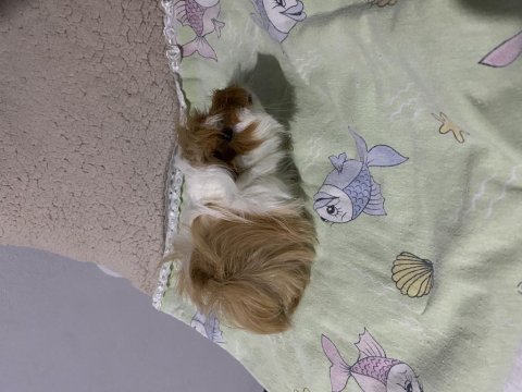 Yavru ginepig