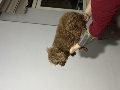 Toy poodle kore kan dişi