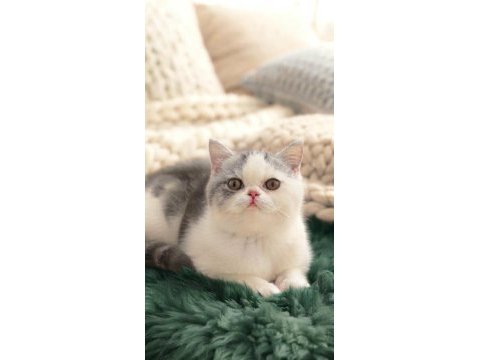 Çok tatlı yavru kedimiz