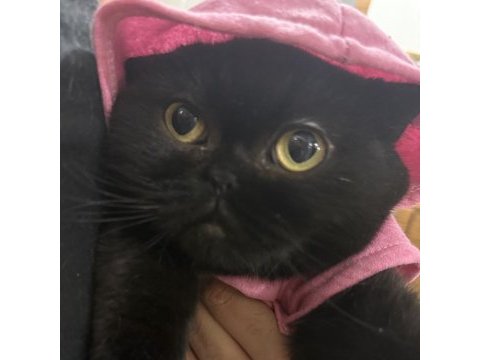 British shorthair kedisi
