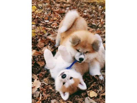 Japon akita yavrularımız