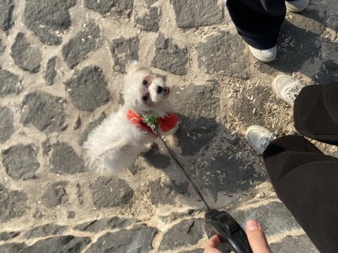 Dişi maltipoo yavru