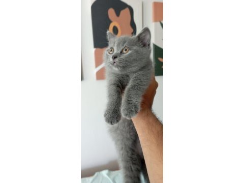 British shorthair mersin