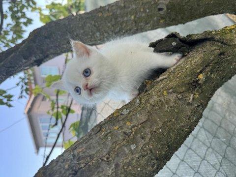 British shorthair beyaz kedimiz