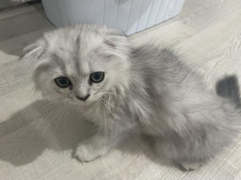 Çok tatlı scottish fold yavrumuz