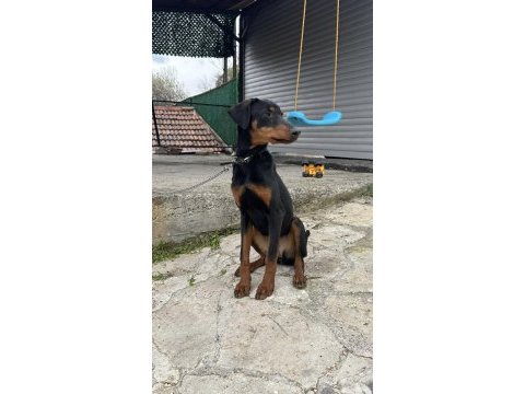 7 aylık dişi doberman