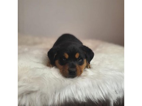 Rottweiler kızımız