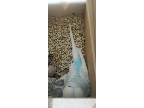Uygun fiyata verilecek muhabbet kuşu gelen alır