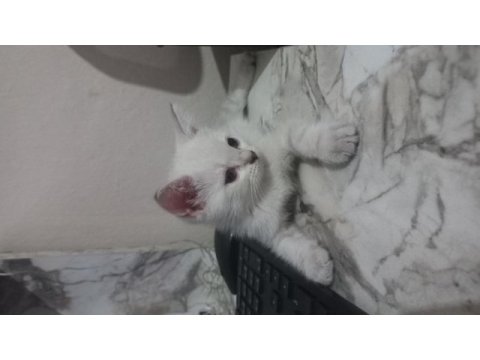 Son 2 erkek british longhair