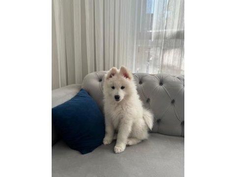 Eğitimli erkek samoyed yavru ankara