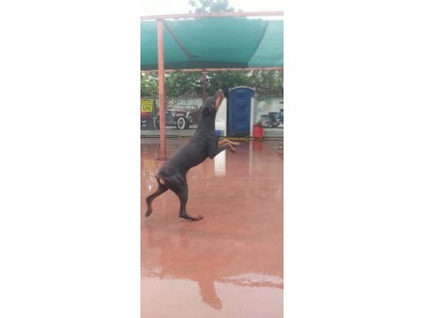Has doberman köpeği burada