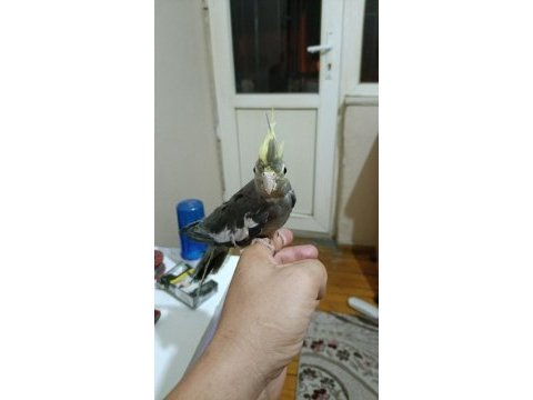 Yeni yeme düşmüş sultan papağanı