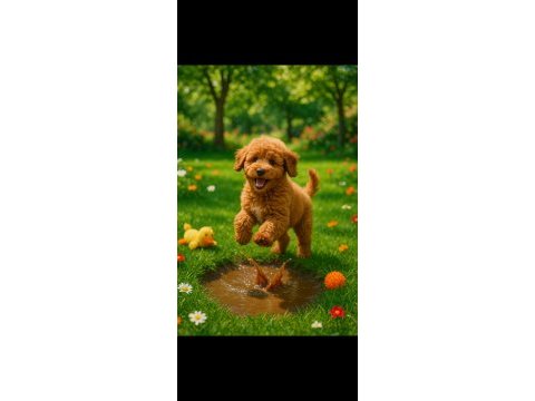 Yetişkin erkek golden retrıever (sahıplendırme)
