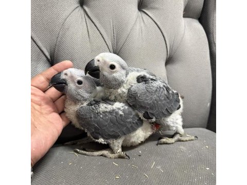 Bebek jako papağanları