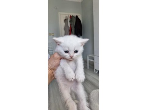 Bembeyaz pamuk minnoş teslime hazır
