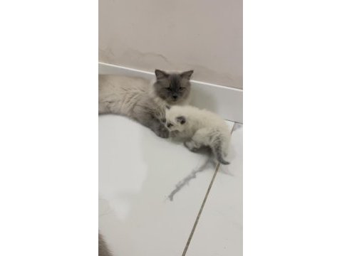 Ragdoll bebekleri