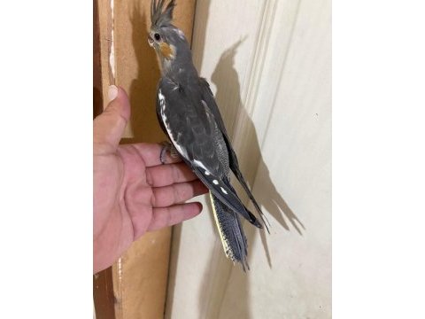 Evinize maskot 50 günlük grey sultan bebek