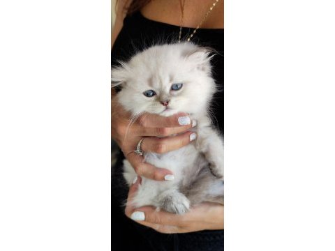 Dünyalar güzeli minik scottish fold kızımız