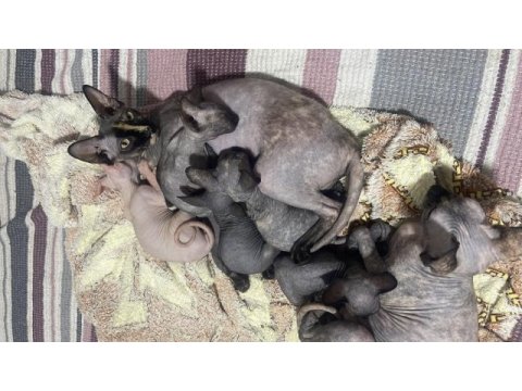4 adet dişi sfenks
