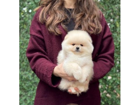 Ayıcık surat pomeranian boo yavrular
