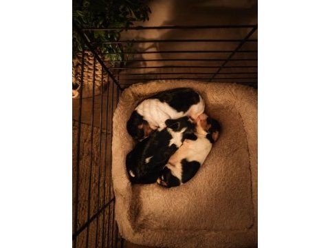 Muhteşem cavalier king charles bebekler tricolor bleinheim