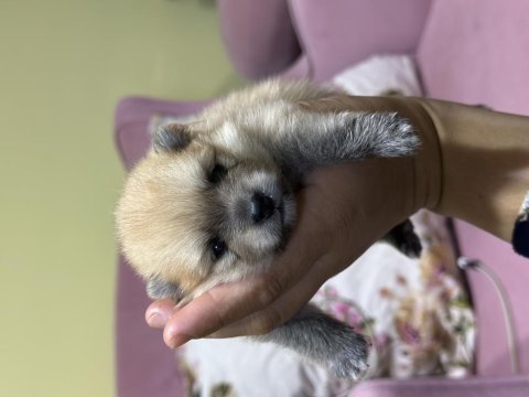 Pomeranian köpekler