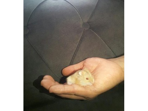 Hamster gonzales suriye anaç ve yavrular