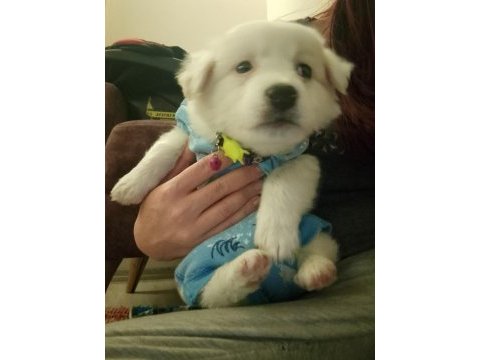 Maltese terrier 2 aylık