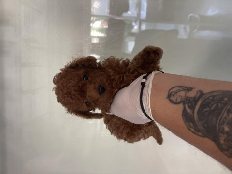 Efsane poodle yavrularımız