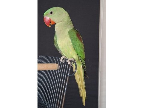 Yavru alexander jumbo boy