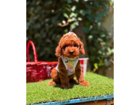 Safkan toy poodle yavrularımız