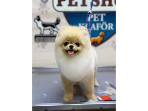 Pomeranian 6 aylık dişi