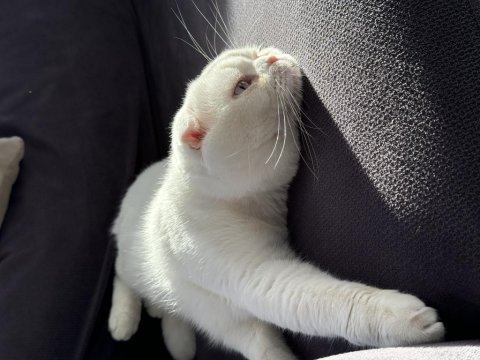 Safkan mavi gözlü scottish fold ismine duyarlı