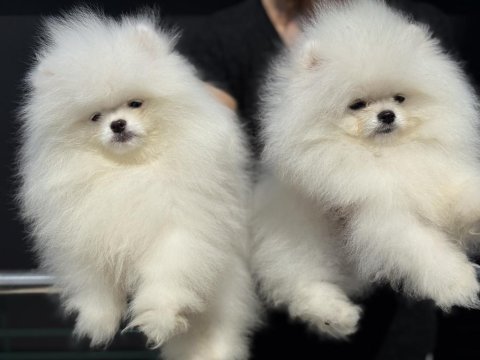 Petmode köpek çiftliğinde ziyarete açık  pomeranian