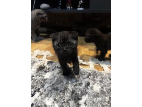 2 aylık scottish fold bebekler