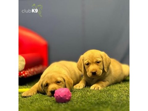 Renk renk labrador yavrularımız
