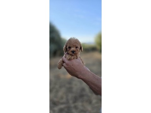 Toy poodle yavrularımız