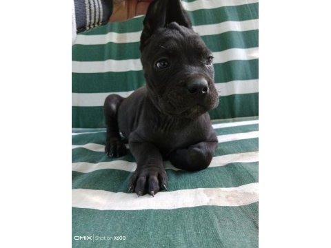%100 ırk garantili cane corso yavrularımız