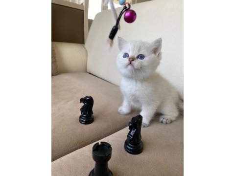 Tatlı mı tatlı british shorthair yavrular