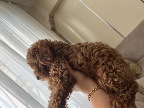 Evinizin neşesi poodle köpeğiniz