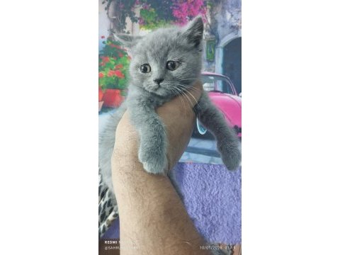 Fawn ve blue british shorthair yavrularım hazır