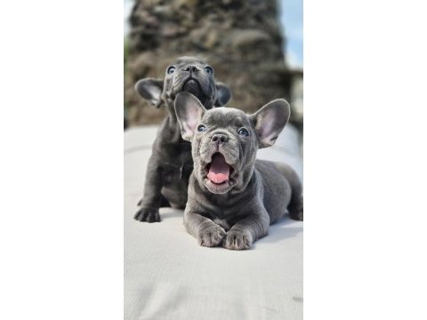 Blue french bulldog yavruları istanbul 