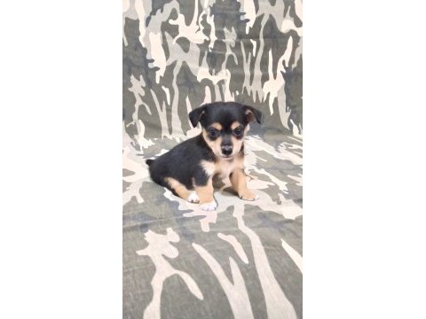 Minyatür pinscher yavrularımız sahiplendirilecek