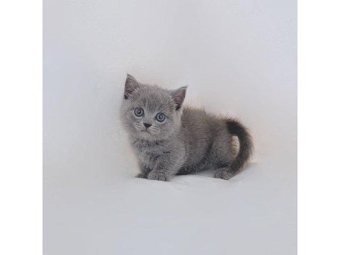 British shorthair yavruları