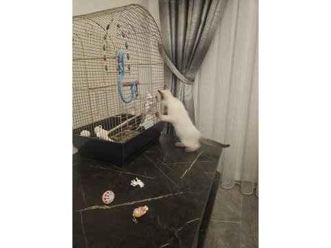 Siyam cinsi kedilerimi sahiplenmek istiyorum