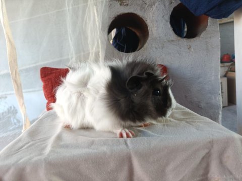 Yavru guinea piglerimiz
