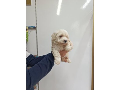 Maltese erkek yavru